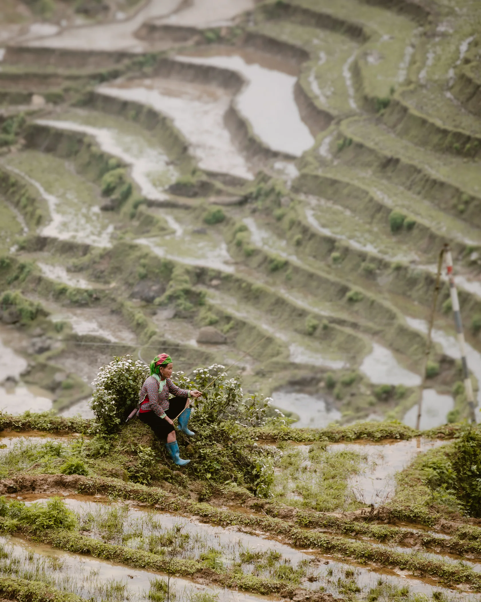 Vietnam #56, Vietnam